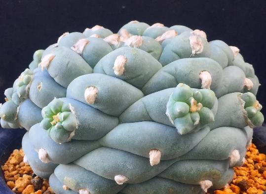 十大名貴多肉植物排行榜,霓虹燈玉露晶瑩剔透、玉扇對環(huán)境要求高