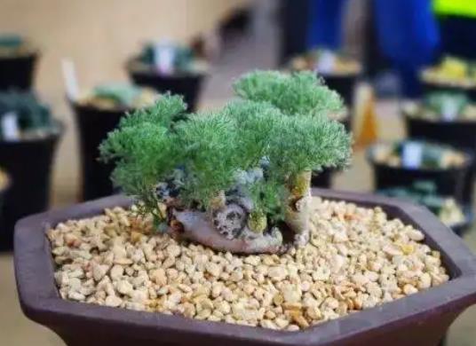 十大名貴多肉植物排行榜,霓虹燈玉露晶瑩剔透、玉扇對環(huán)境要求高