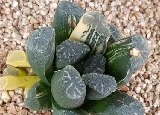 十大名貴多肉植物排行榜,霓虹燈玉露晶瑩剔透、玉扇對環(huán)境要求高