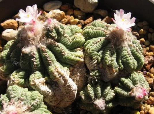 十大名貴多肉植物排行榜,霓虹燈玉露晶瑩剔透、玉扇對環(huán)境要求高
