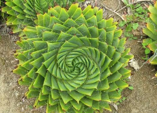 十大名貴多肉植物排行榜,霓虹燈玉露晶瑩剔透、玉扇對環(huán)境要求高
