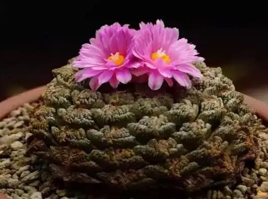 十大名貴多肉植物排行榜,霓虹燈玉露晶瑩剔透、玉扇對環(huán)境要求高