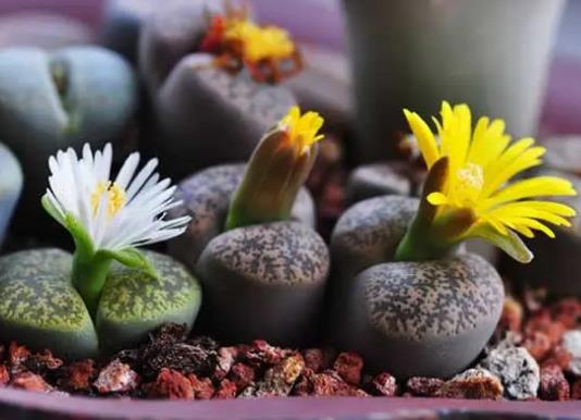 十大名貴多肉植物排行榜,霓虹燈玉露晶瑩剔透、玉扇對環(huán)境要求高