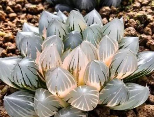 十大名貴多肉植物排行榜,霓虹燈玉露晶瑩剔透、玉扇對環(huán)境要求高