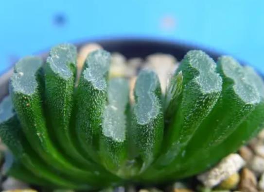 十大名貴多肉植物排行榜,霓虹燈玉露晶瑩剔透、玉扇對環(huán)境要求高