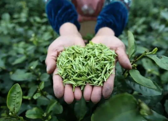 貴州十大特產(chǎn)排行榜,貴州茅臺(tái)酒酒香醇厚、都勻毛尖茶味道鮮濃