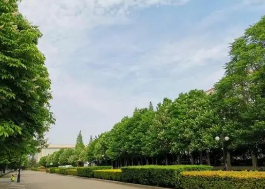 中國十大行道樹排行榜,懸鈴木有效應對空氣污染、榆樹抗風能力強