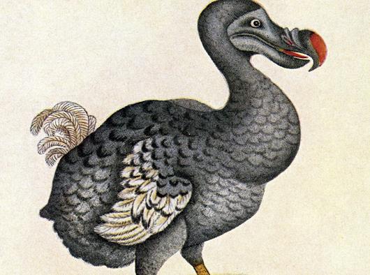 十大已經(jīng)滅絕的動(dòng)物排行榜,霸王龍?jiān)堑厍虬灾、埃及重腳獸像犀牛