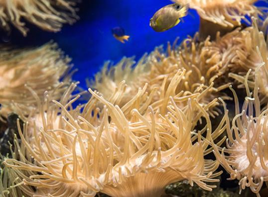 壽命最長的海洋生物排名,燈塔水母可以永生、珊瑚最大壽命約4200歲