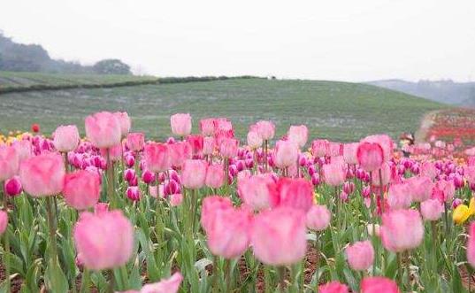 四川省瀘州市十大旅游景點排行榜 瀘州有什么好玩的地方