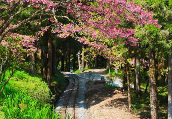 臺(tái)灣嘉義十大旅游景點(diǎn)排行榜 嘉義有什么好玩的地方