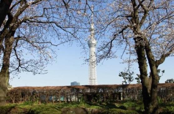 日本東京都十大旅游景點(diǎn)排行榜 東京都有什么好玩的地方