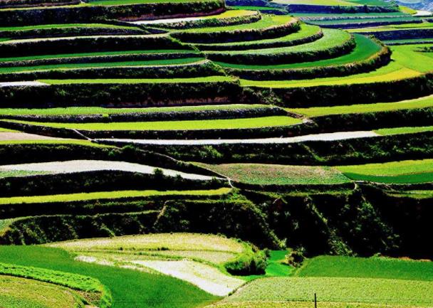 中國(guó)十大勾魂美景旅游景點(diǎn)排行 油菜花面積達(dá)四十萬(wàn)畝左右