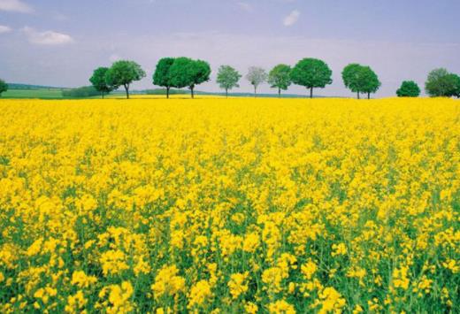中國(guó)十大勾魂美景旅游景點(diǎn)排行 油菜花面積達(dá)四十萬(wàn)畝左右