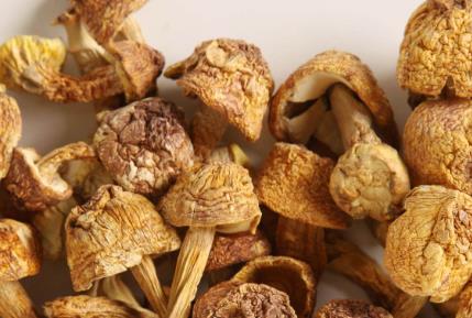 黑龍江牡丹江土特產(chǎn)品排行 榛蘑是真正的綠色純天然產(chǎn)品