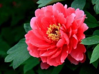 中國名花排名 梅花是中國十大名花之一