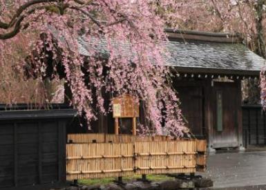 日本十大不可錯過的賞櫻名所 東京上野恩賜公園藝術(shù)氣息濃郁