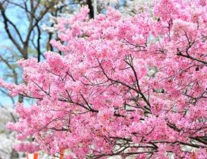 日本十大不可錯過的賞櫻名所 東京上野恩賜公園藝術(shù)氣息濃郁