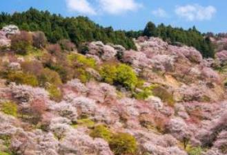 日本十大不可錯過的賞櫻名所 東京上野恩賜公園藝術(shù)氣息濃郁