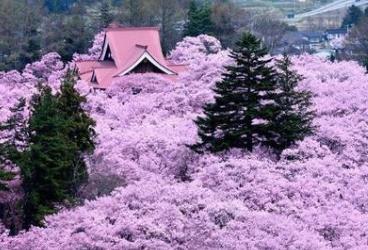 日本十大不可錯過的賞櫻名所 東京上野恩賜公園藝術(shù)氣息濃郁