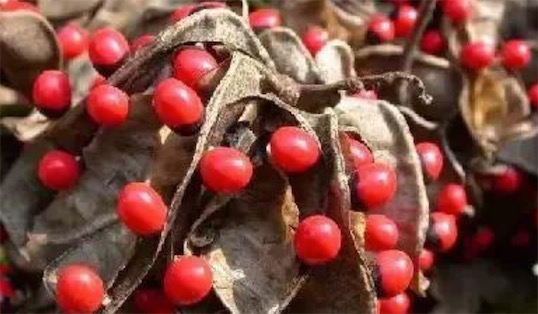 世界上五大最毒的植物排名 成人誤食20粒蓖麻子可導致死亡