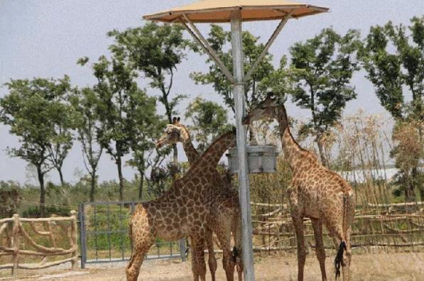 鹿小丁旅游讓你了解動物、保護(hù)動物,從而改善城市生態(tài)環(huán)境!