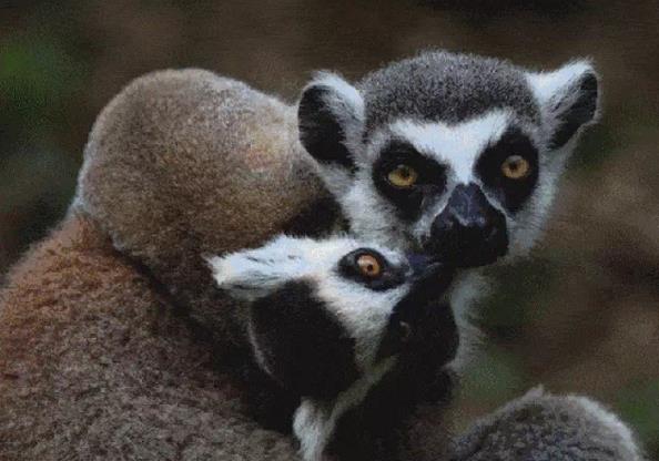 鹿小丁旅游讓你了解動物、保護(hù)動物,從而改善城市生態(tài)環(huán)境!