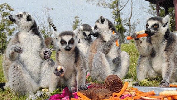 鹿小丁旅游讓你了解動物、保護(hù)動物,從而改善城市生態(tài)環(huán)境!
