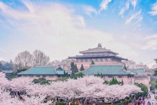 武漢櫻花什么時候開?武漢的櫻花什么時候結(jié)束
