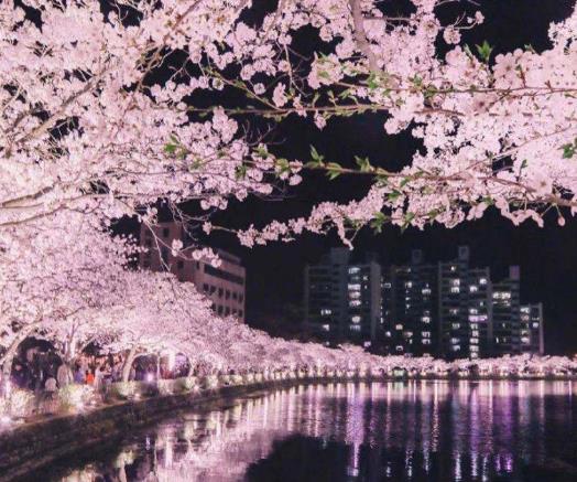 武漢櫻花5月還有嗎?3月份武漢的櫻花開了嗎