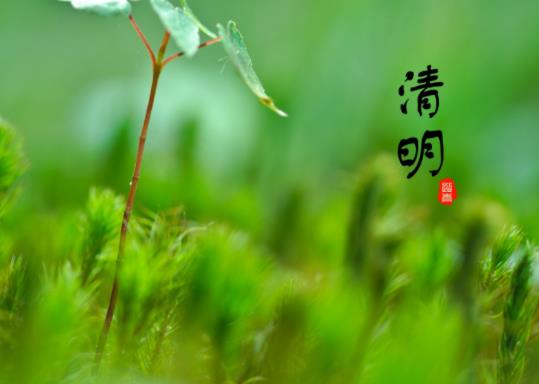 清明節(jié)青島天氣怎么樣?清明節(jié)青島櫻花去哪里看