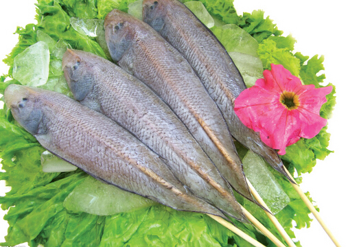龍利魚的介紹-龍利魚和鯛魚哪個(gè)營養(yǎng)更好
