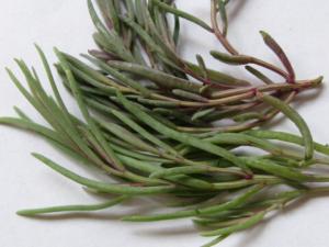海英菜是啥？海英菜的功效與作用