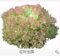 紅葉生菜