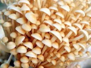 吃金針菇有什么好處？金針菇的營(yíng)養(yǎng)價(jià)值