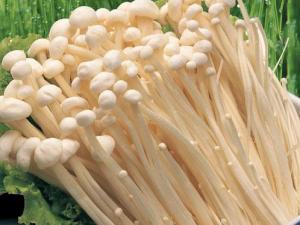 吃金針菇有什么作用？金針菇的功效與作用