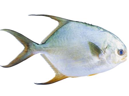 鯧魚的營(yíng)養(yǎng)價(jià)值-鯧魚的食療功效