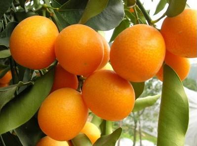 金桔的功效與作用-金桔的營(yíng)養(yǎng)價(jià)值