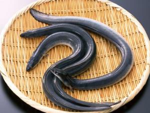 吃鰻魚有什么好處？鰻魚的營(yíng)養(yǎng)價(jià)值