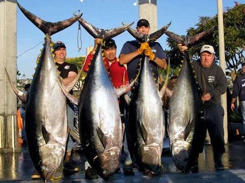 金槍魚的營(yíng)養(yǎng)價(jià)值-金槍魚的食用功效