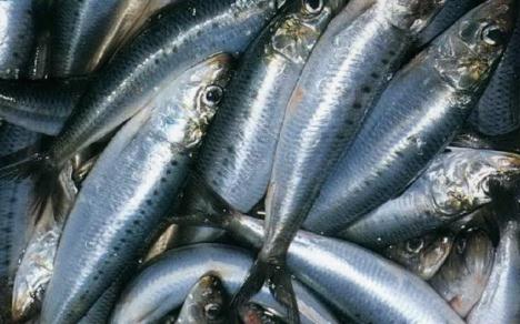 沙丁魚的營養(yǎng)價(jià)值-沙丁魚的食療作用