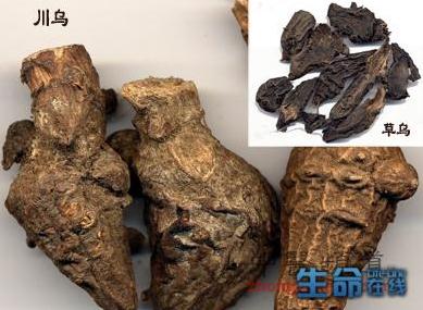 烏頭的功效與作用-烏頭的藥用價值