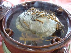 喝甲魚血能治陽(yáng)痿嗎？吃甲魚血的好處