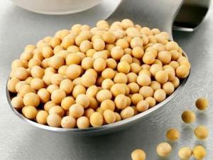 常吃黃豆有什么好處？黃豆的營養(yǎng)價值、功效與作用