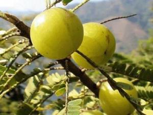 油甘子(牛甘果)的營(yíng)養(yǎng)價(jià)值、功效與作用