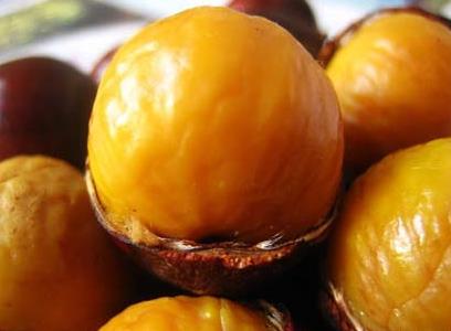 錐栗的營(yíng)養(yǎng)價(jià)值、功效與作用、食用禁忌