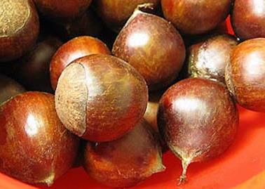 錐栗的營(yíng)養(yǎng)價(jià)值、功效與作用、食用禁忌