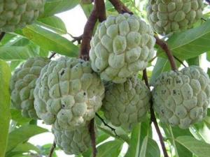 番荔枝的功效與作用、營養(yǎng)價值及使用方法