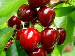 吃櫻桃有什么好處？櫻桃的營養(yǎng)價值、功效與作用