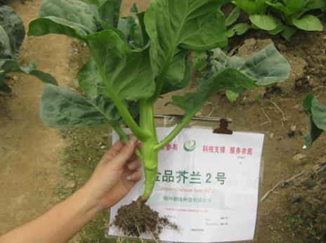 吃芥藍(lán)好嗎?芥藍(lán)的營養(yǎng)價值、功效與作用